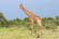 072.Giraffe