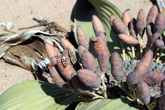 030.Welwitschia mirabilis