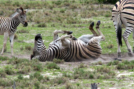 082.Steppenzebras