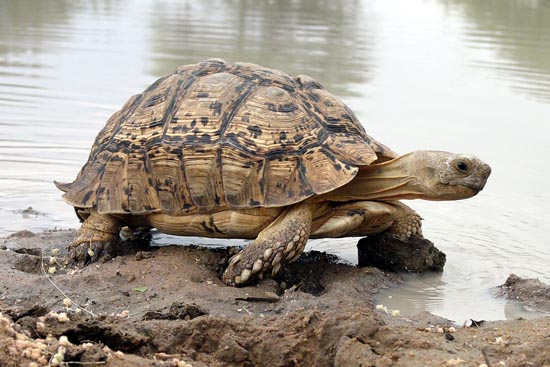 104.Schildkröte